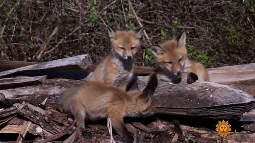 Nature: Red foxes' den