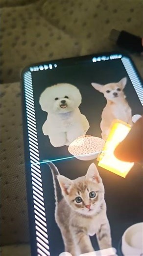 Bichon frise✅ Chihuahua✅ kitten✅