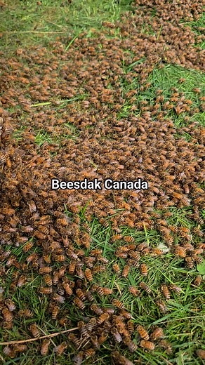 2.6M views · 11K reactions | Bees, getting in the hive. #beesdakcanada | Beesdak Canada | Facebook