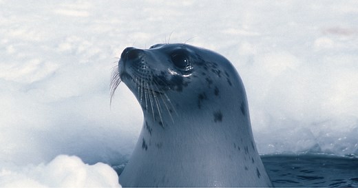 Arctic Biodiversity | Polar Bears International