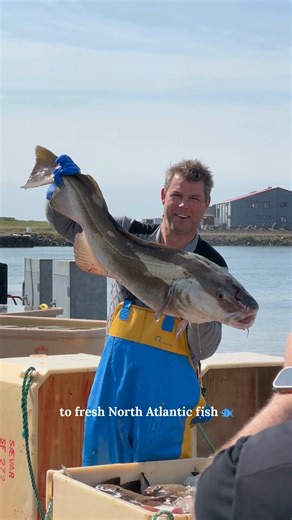 Taste South Iceland's Nature In South Iceland, local chefs are cooking with what nature offers right outside the door – handpicked Arctic thyme, seaweed, wild berries and beach herbs paired with just-caught cod or haddock. It’s simple, clean and incredibly fresh! Video Credit: @voyage_provocateur #SouthIceland #TasteIceland #LocalFood #SeaToTable #ForagedFlavours #IcelandTravel #NordicCuisine | Visit South Iceland