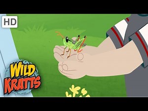 Wild Kratts | AMAZING Jumps!| Grasshopper