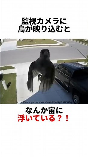 What is the true nature of birds that fly without flapping their wings?