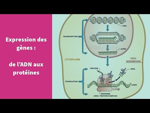 Expression of genetic heritage (transcription and translation) - First Year Speciality Life and E...