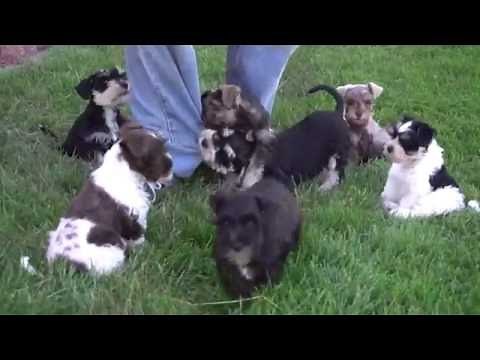 Miniature Schnauzer Puppies for Sale from www.dyerfarms.com