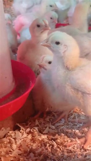 🎥Welcome back to Buhle Farmers Academy’s poultry production series Part 3 :Biosecurity!🎥 Biosecurity is all about preventing disease from entering your poultry house. Start with protective clothing, footbaths, and hand washing stations for everyone entering the farm. 🐣Stay tuned for Part 4, where we’ll show you how to prepare the house for your next batch of broilers. Don’t forget to like and keep learning with Buhle Farmers Academy!🐥 ##BuhleFarmersAcademy #poultry #agriculture #agriculturet