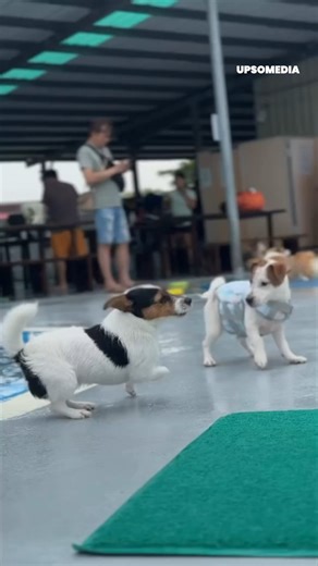 740K views · 27K reactions | His friend went for a swim with one push  CREDITS: IG @jimmy_dog_kr https://www.instagram.com/jimmy_dog_kr/? hl=en | The Kiwi | Facebook