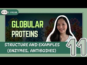 Globular Proteins: Structure and Examples (Enzymes,Antibodies) │ Topic 11