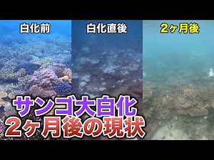 Current situation two months after the large-scale coral bleaching event [Northern Okinawa Island]