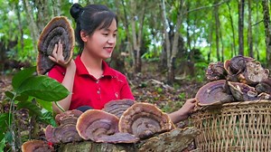 Harvesting Ganoderma Lucidum Goes to the market sell | Ella Daily Life | Flixgo Cookies