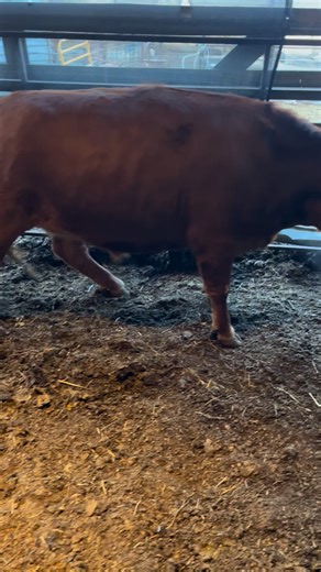 The 2025 Beef Harvest is winding down. We have just a couple more animals available. Please reach out soon if you would like to reserve a purebred Dexter steer from the Lantz family. | Broken Arrow "A" Livestock | Facebook