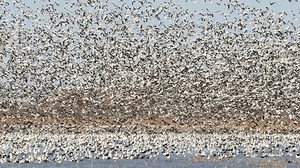 Million Snow Geese Flying National Wildlife Stock Footage Video (100% Royalty-free) 3443102787 | Shutterstock