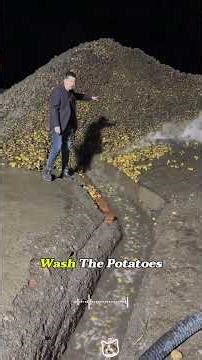 How tons of potatoes are washed in factories! #curiosities