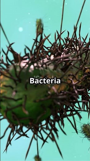 Exploring the Kingdom Monera: Bacteria#Monera #Prokaryotes #Bacteria #Archaea #ScienceShorts#Biology
