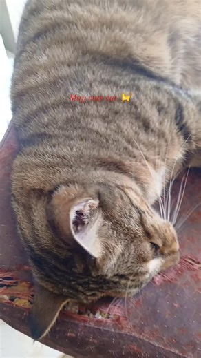 Mohammad Asim on Instagram: "Malik ki choti baat may cute billi"