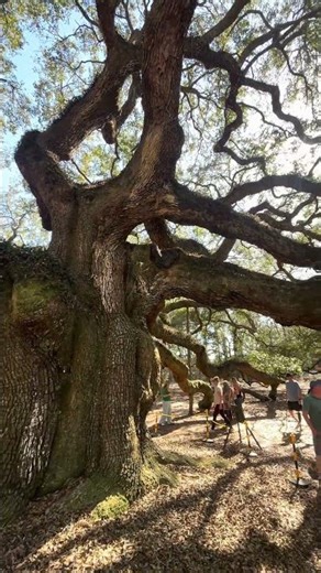 I Thought This Tree Was Fake 😳
