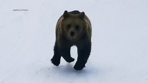 VIDEO: Bear chases skier down slopes in Romania