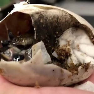 Here I am!🐊 Baby crocodilians start chirping inside their eggs when it’s time to hatch. Sometimes, momma crocodile will hear them, and help the babies break out of the nest and eggshells.⠀ ⠀ This is a recent Nile crocodile hatchling. ⠀ ⠀ 🎥 Jim, Curator of Reptiles⠀ ⠀ #StAugAlligatorFarm #BabyCrocodile #CutenessOverload | St. Augustine Alligator Farm Zoological Park