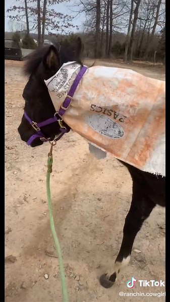 Handling Foals: Early Training and Preparation