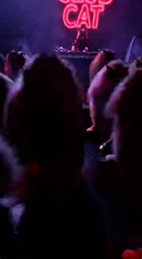 #catdance #catparty #catclub #dance | cat dance