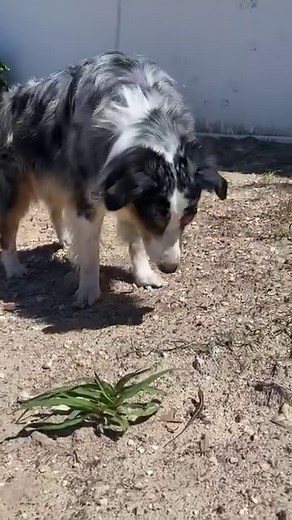 Well here’s Ripley’s final picks of the tournament. Ripley had fun playing this game! #letsgoripley #basketball #MarchMadness #finalfour2024 #finalfour #ncaabasketball | Lets Go Rip