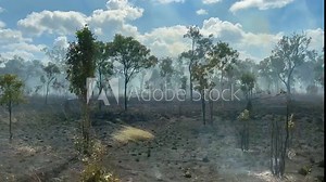 Large bush fire of Eucalyptus trees bush land in Cape York peninsula Queensland, Australia.
