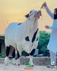 Panda Lovers❤️ | Parrot Studio