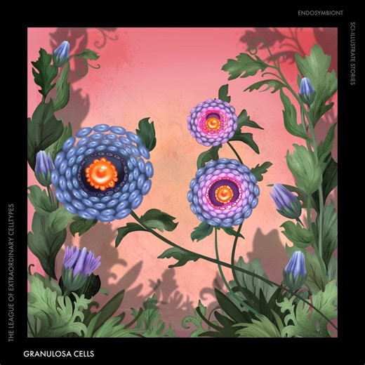 Sci-Illustrate Stories | The League of Extraordinary Cell Types. Reproductive System: Granulosa Cells 🧫 Granulosa cells are the ovary’s nurturing architects,... | Instagram