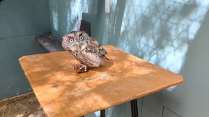 Offering enrichment is one component to keeping our birds' brains happy and active. For Dusky, that enrichment is a fun paper ball to pounce on. Letting her practice natural behaviors like catching "prey" keeps her happy and healthy. Don't worry, she was give a tasty mouse after. Yum! Who do you think had more fun, Dusky, or her trainer giggling in the background 😆 | The Raptor Trust