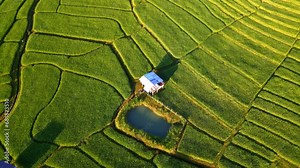 Paddy rice farmland in Northern Thailand, rice field terraces in North Thailand, green rice paddy fields. Terraced Rice Field in Chiangmai Royal Project Khun Pae at sunset