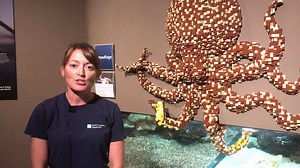 It's #TakeoverTuesday! Watch Senior Biologist Shannon Howard demonstrate #octopus problem-solving with legos. (The octopus does have a favorite spot squeezed into the corner so some angles may be hard to see!) With the help of Science Friday, we'll be catching video and photos of squid dissections and squid ink prints next week at the National Marine Educators Association Conference. But in the meantime, tune in this Friday to watch Shannon spotlight octopus hunting skills. #CephalopodWeek | Sou