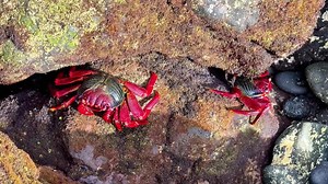Download Two red crabs navigate rocky tide pools, showcasing the beauty of nature and marine life in their habitat for free