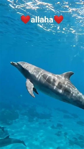 SubhanAllah 🐬 Beautiful Dolphin | Allah Ki Amazing Creation 🌊 | Islamic Media Official #shorts