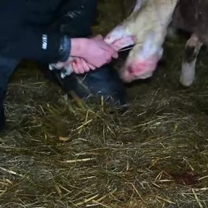 Over 200,000 pupils joined our live lambing lesson for British Science Week with sheep farmer Sioned Davies, who showed how British farmers champion animal welfare 🐑🙌 | Back British Farming NFU