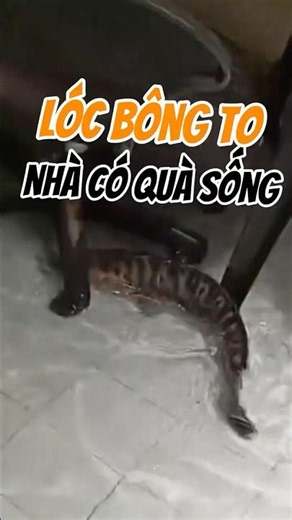Cá Lóc Bông Thái | Hướng Dẫn Cho Người Mới Tập Nuôi - Nuôi cá dưỡng tâm