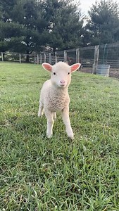 15K views · 375 reactions | Cute lamb compilation featuring Vincent and Louise. These two can just barely squeeze through the fence still, so I often find them out in the barnyard while walking to and from the house at feeding time. We don’t routinely keep animals in this area which means the grass is especially lush. Quite the treat this time of year. | Cedar Hill Fiber Farm | Facebook