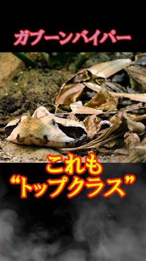 毒の強さは世界一じゃない…それでも危険なガブーンバイパー