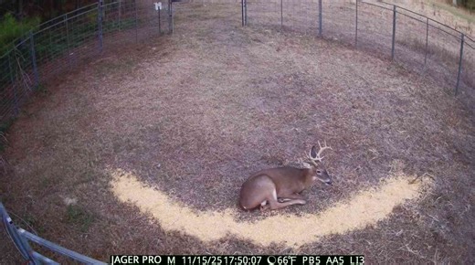 Protect non target species by running a hog trap that a camera controls the gate! | Hog Cutters Trapping Company LLC