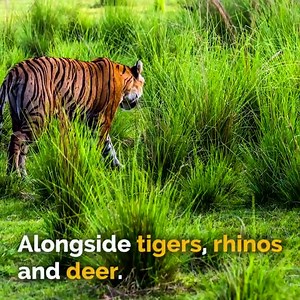 10K views · 386 reactions | Absolutely amazing. Jadav Payeng has planted a tree in the same place every day for 37 years. The result is STUNNING! Sir, you are a GENT ! | Protect All WildLife | Facebook