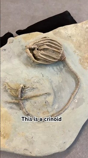 If you live in southern Indiana, you may have found this type of fossil — meet the crinoid!
