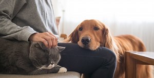 How to select the right diet for your pet, according to nutritionists | Lifestyle