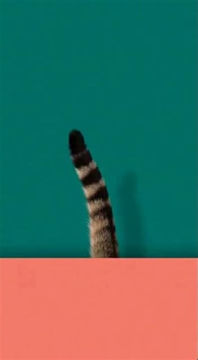 The Hypnotic Dance: Mystery Striped Tail