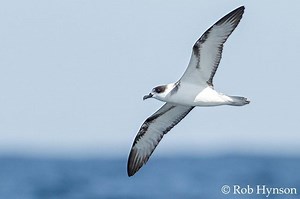 White necked petrel - Alchetron, The Free Social Encyclopedia