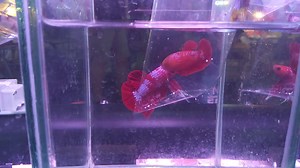 Bloody Red Samurai Over Halfmoon Personally Handpicked in Thailand Betta Farm 🇹🇭 NOT CHEAP Serious Buyers Only PM ME | Bettas of the Philippines and Asia