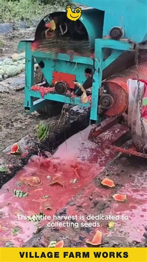 These watermelons aren t for eating 🍉 they re for the seeds! #SeedHarvesting