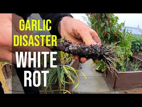 Garden Disaster My Garlic has White Rot - How to get rid of White Rot on Garlic