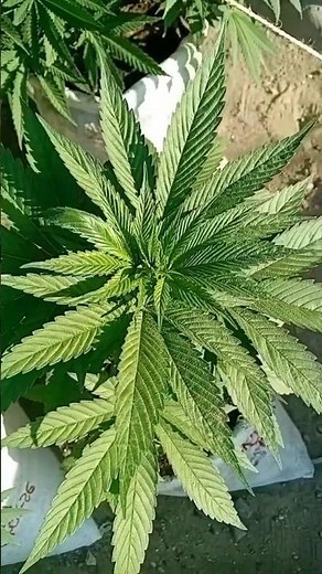🌿 GRAND CRU AUTO: Así Crece una Planta Sana 🌱 Análisis Completo del Crecimiento Vegetativo 🍃