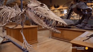 Did you know that whales once walked the earth and crocodiles were once bipeds? Thanks to new fossil finds and modern science, we're uncovering the history of our planet's greatest creatures. Witness the surprising evolutionary stories of four remarkable creatures Wednesday at 9PM on the premiere of When Whales Walked: Journeys Deep in Time. http://bit.ly/2wApHxR | Smithsonian Channel