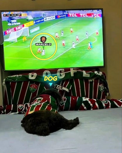 Dogs Watch Football on TV 🐶🤩