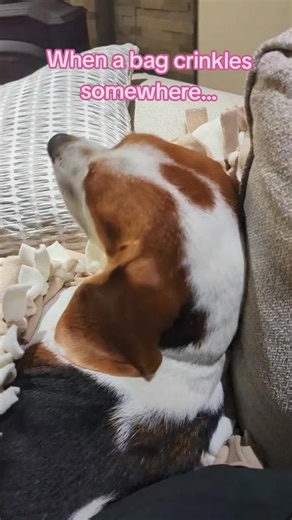 Discover the Charm of Beagle Dogs with Floppy Ears